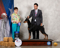 Doberman Pinscher #24 Fri BOW Judge Donna Buxton