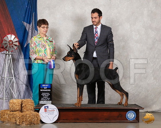 Doberman Pinscher #24 Fri BOW Judge Donna Buxton__SR_8719_Amrilo2019-HR3