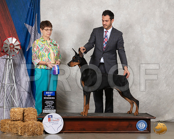 Doberman Pinscher #24 Fri BOW Judge Donna Buxton__SR_8720_Amrilo2019-HR3