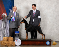 Doberman Pinscher #24 Sat BOW Judge Kenneth Buxton