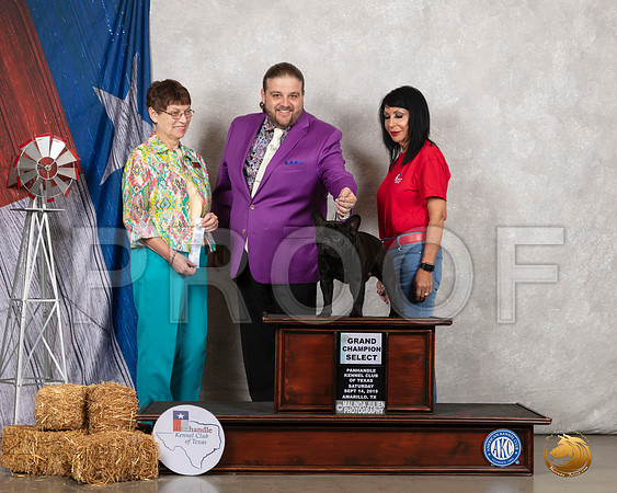 French Bulldog #7 Sat NGrCh Judge Donna Buxton__SR_8543_Amrilo2019-HR3