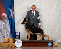 German Shepherd Dog #8 WB NCh