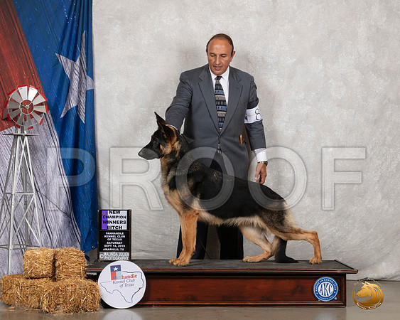 German Shepherd Dog #8 WB NCh __SR_8722_Amrilo2019-HR3