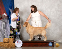 Golden Retriever #5 Sat BOW Judge Elizabeth Muthard