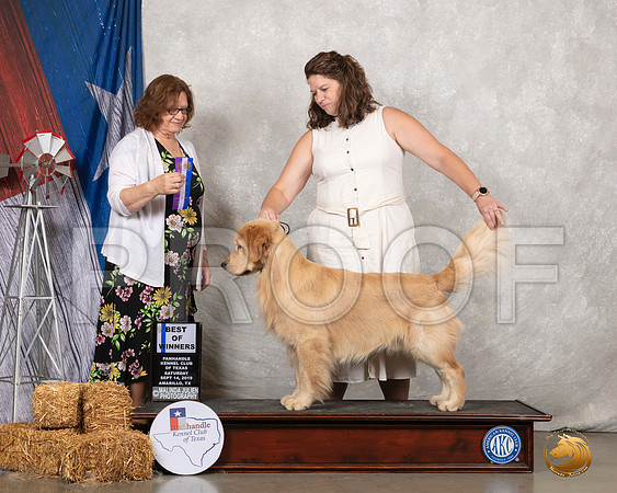 Golden Retriever #5 Sat BOW Judge Elizabeth Muthard__SR_8756_Amrilo2019-HR3