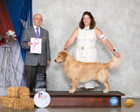 Golden Retriever #5 Sat G1 Judge Kenneth Buxton