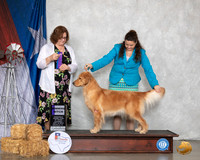 Golden Retriever #6 Sat WB Judge Elizabeth Muthard