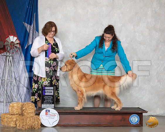 Golden Retriever #6 Sat WB Judge Elizabeth Muthard__SR_8820_Amrilo2019-HR3