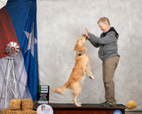 Golden Retriever #O23 Sat Opn Grad