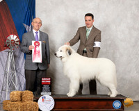 Great Pyrenees #7 Sat G2 Judge Kenneth Buxton