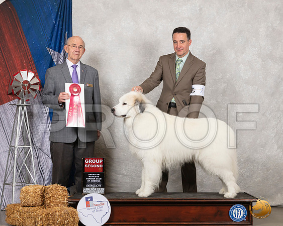 Great Pyrenees #7 Sat G2 Judge Kenneth Buxton__SR_8677_Amrilo2019-HR3