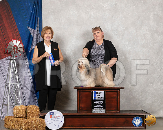 Havanese #8 Fri BOW Judge Nancy Liebes__SR_8692_Amrilo2019-HR3