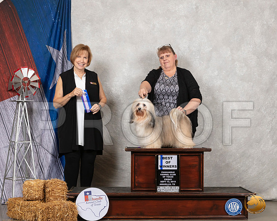 Havanese #8 Fri BOW Judge Nancy Liebes__SR_8693_Amrilo2019-HR3