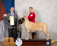 Mastiff #14 Sat G3 Judge Kenneth Buxton