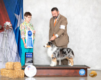 Miniature American Shepherd #11 Sat G1 Judge Donna Buxton