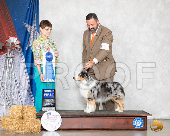 Miniature American Shepherd #11 Sat G1 Judge Donna Buxton__SR_8778_Amrilo2019-HR3