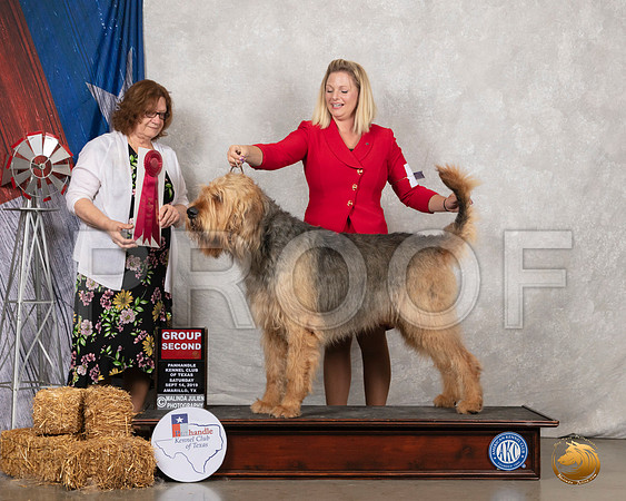 Otterhound #5 Sat G2 Judge Elizabeth Muthard__SR_8751_Amrilo2019-HR3