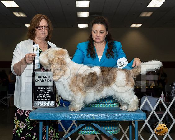 PBGV #5 Sat NGrCh Judge Elizabeth Muthard__JJ_0227_Amrilo2019-HR3