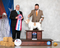 PBGV #6 Sat BIS Judge John Booth
