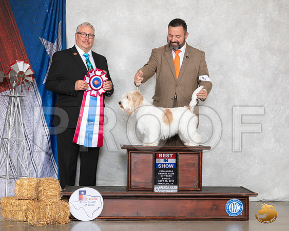 PBGV #6 Sat BIS Judge John Booth__SR_8788_Amrilo2019-HR3