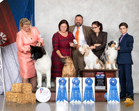 PBGV BIS Clint Angels Sat