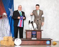 Papillon #14 Sat RBIS Judge John Booth