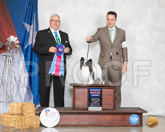 Papillon #14 Sat RBIS Judge John Booth__SR_8785_Amrilo2019-HR3