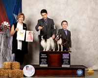 Papillon #J600 Boston #J403 Sat BJr RBJr Judge Nancy Liebes