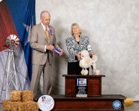 Poodle Toy #22 Sat BWO Judge Robert Hutton