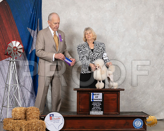 Poodle Toy #22 Sat BWO Judge Robert Hutton__SR_8641_Amrilo2019-HR3
