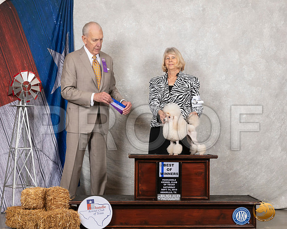 Poodle Toy #22 Sat BWO Judge Robert Hutton__SR_8644_Amrilo2019-HR3