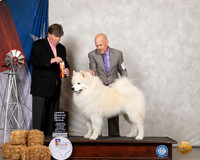 Samoyed #5 Sat BOB OHBOB Judge Charles Olvis