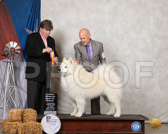 Samoyed #5 Sat BOB OHBOB Judge Charles Olvis__SR_8593_Amrilo2019-HR3
