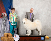 Samoyed #5 Sat G3 Judge Donna Buxton