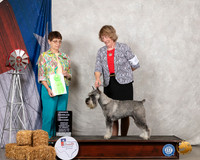 Schnauzer Std #6 Sat OHG2 Judge Donna Buxton
