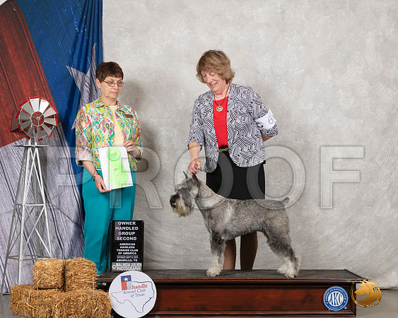 Schnauzer Std #6 Sat OHG2 Judge Donna Buxton__SR_8704_Amrilo2019-HR3