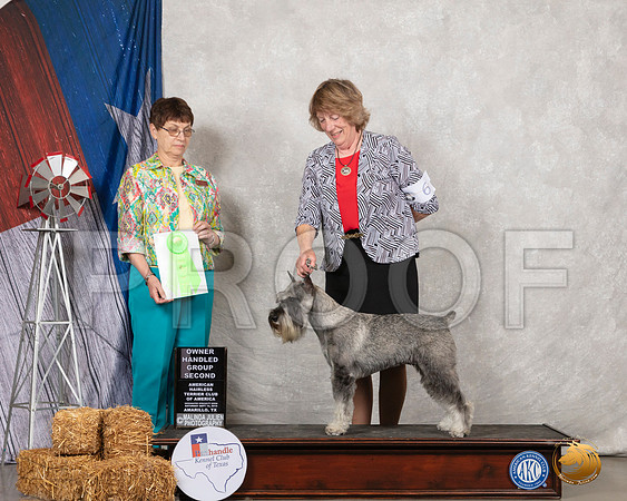 Schnauzer Std #6 Sat OHG2 Judge Donna Buxton__SR_8705_Amrilo2019-HR3