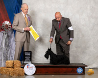 Scottish Terrier #8 Sat G3 Judge Robert Hutton