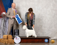 West Highland White Terrier #7 Sat G1 Judge Robert Hutton