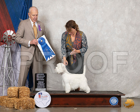 West Highland White Terrier #7 Sat G1 Judge Robert Hutton__SR_8708_Amrilo2019-HR3