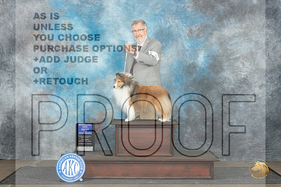 Shetland Sheepdog #5 Sat WBBOW Judge David Bolus__JP_3514_Lubbock_2024_HR3