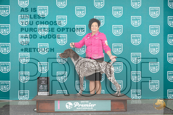 German Shorthaired Pointner #189 Sun BOBCH GCH Judge Kathie Short__JP_3007_Premier_2024_HR3