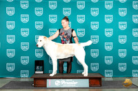 Central Asian Shepherd Dog #122