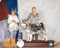 Alaskan Malamute #6 Sun BOB Judge Nancy Liebes