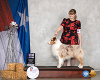 Australian Shepherd #27 Sun Judge John Booth