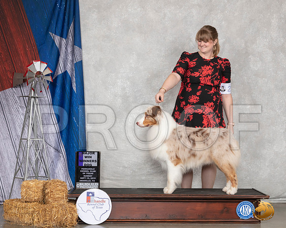 Australian Shepherd #27 Sun Judge John Booth__SR_8855_Amrilo2019-HR3