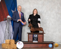 Dachshund Smooth #12 Sun BOB Judge Robert Hutton