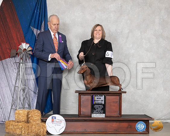 Dachshund Smooth #12 Sun BOB Judge Robert Hutton__SR_8860_Amrilo2019-HR3