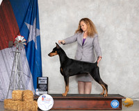 Doberman Pinscher #7 Thurs SD