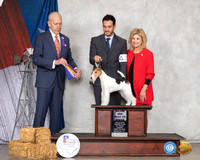 Fox Terrier #12 Sun BOB Maj Judge Robert Hutton
